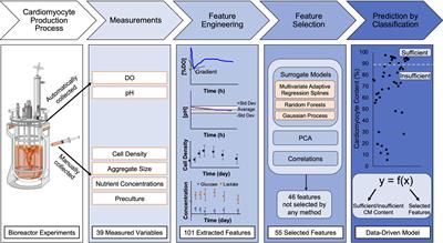 Prediction of Human Induced Pluripotent Stem Cell Cardiac Differentiation Outcome by Multifactorial Process Modeling